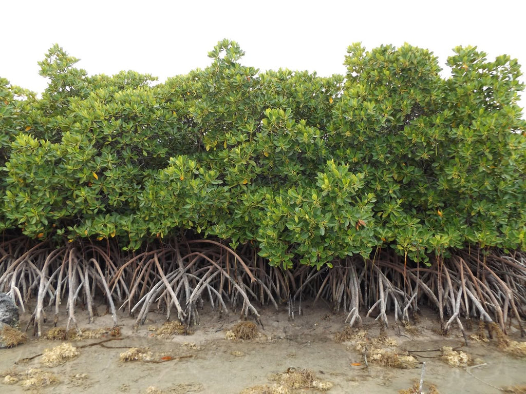 1.5 hours Cruise and Kayaking Combo
