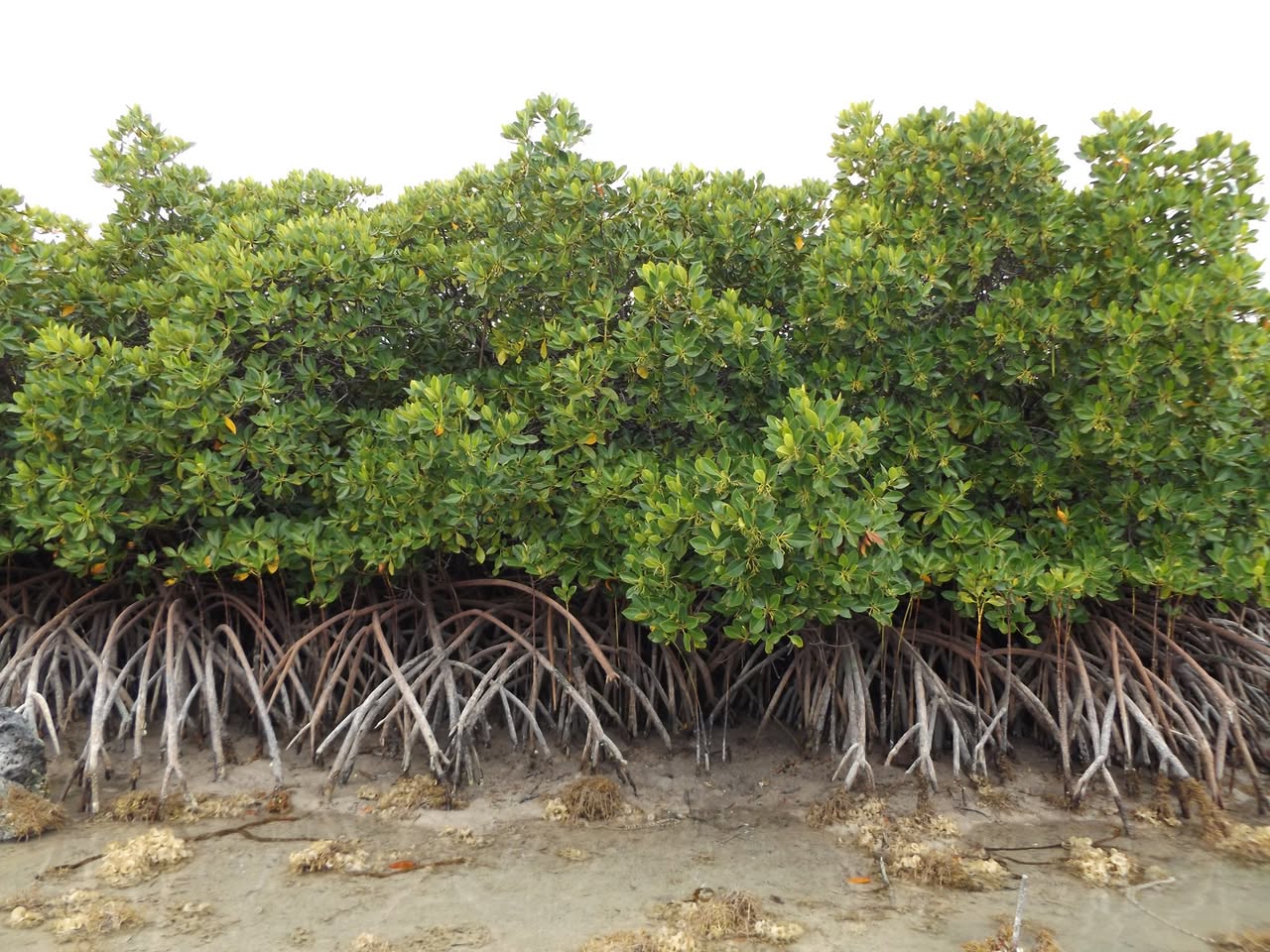 1.5 hours Cruise and Kayaking Combo
