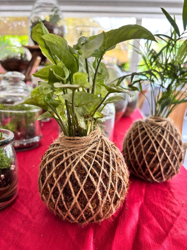 Kokedama Making Workshop with SafeMind Studio