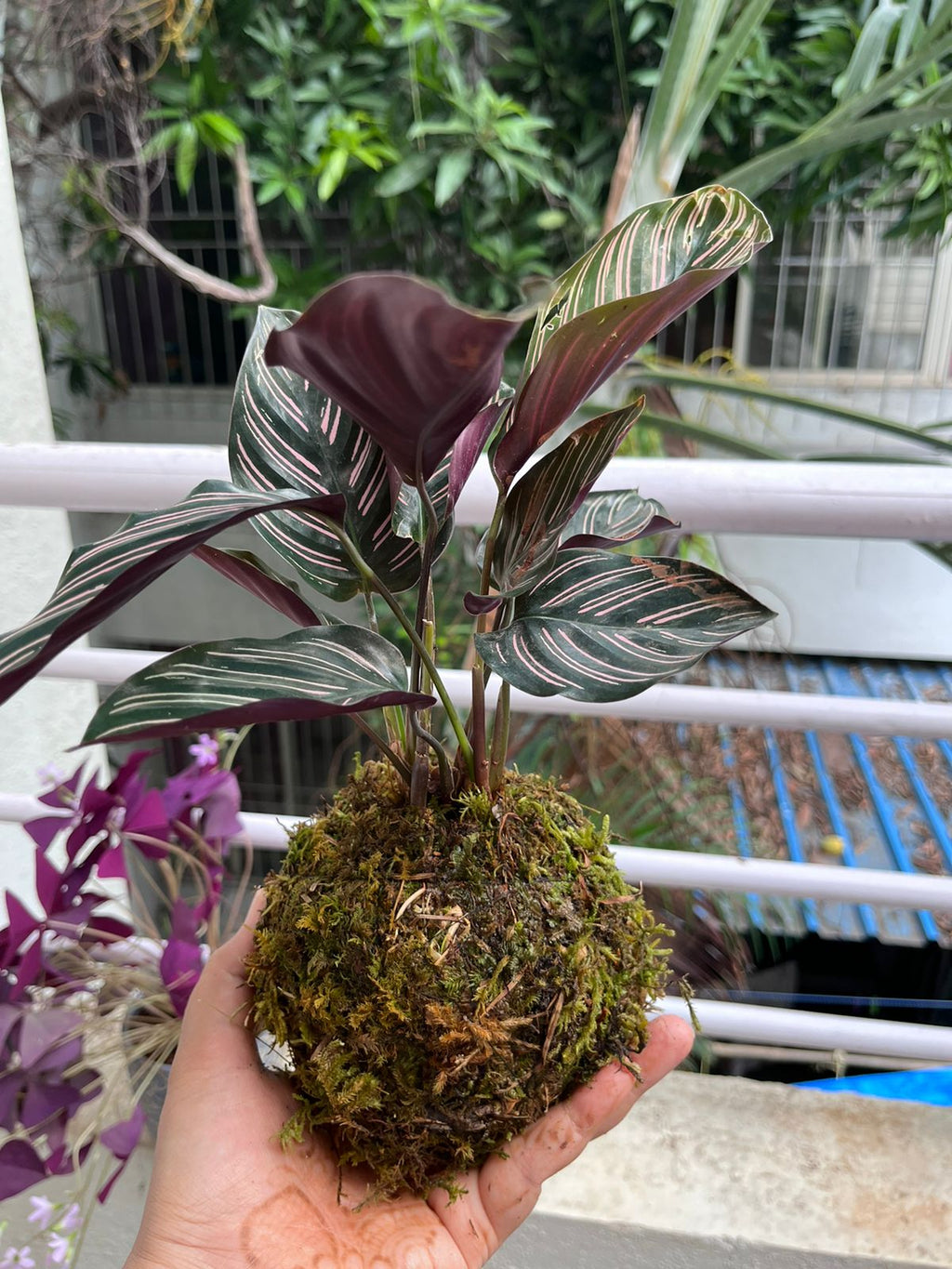 Kokedama making workshop