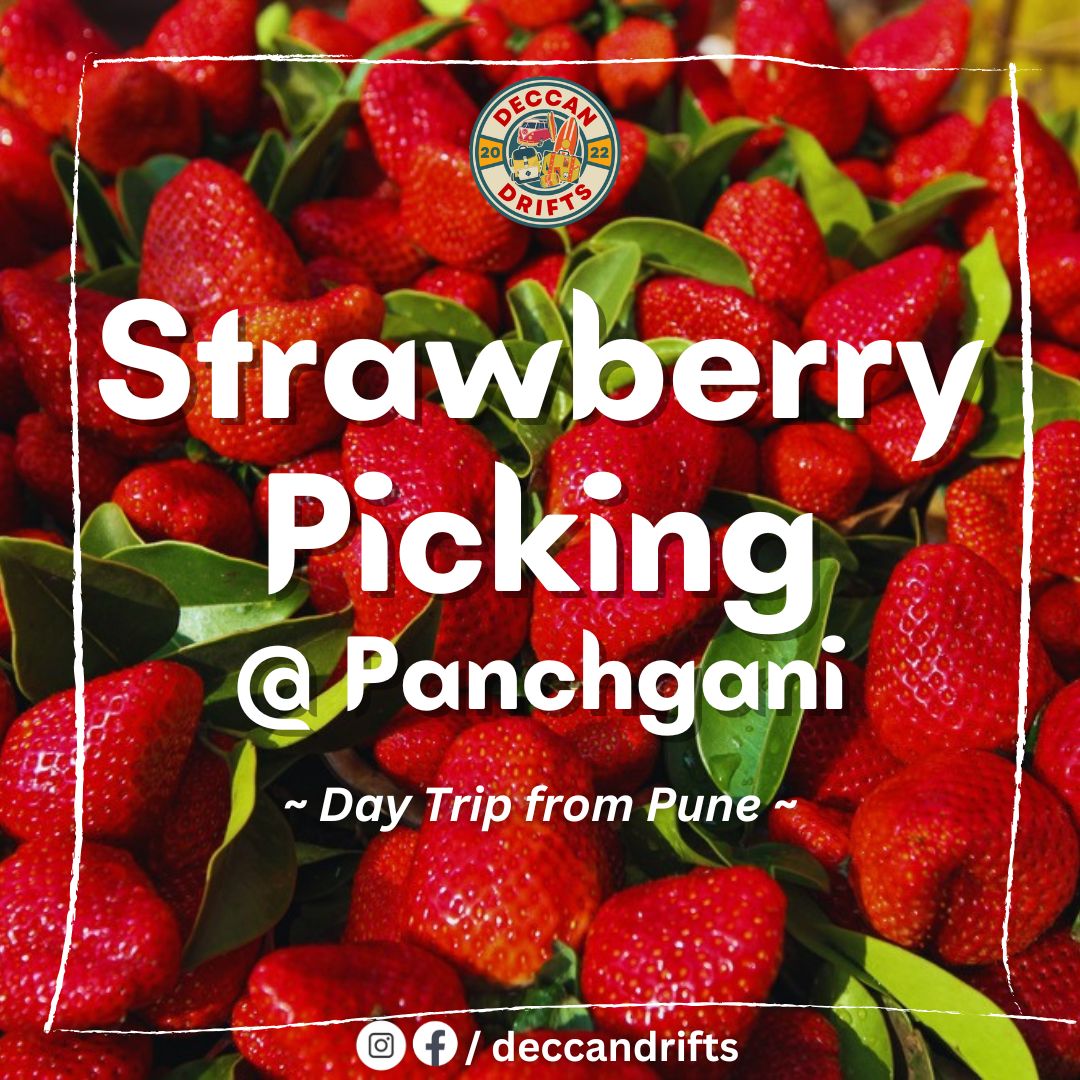 Panchgani Strawberry Picking day trip