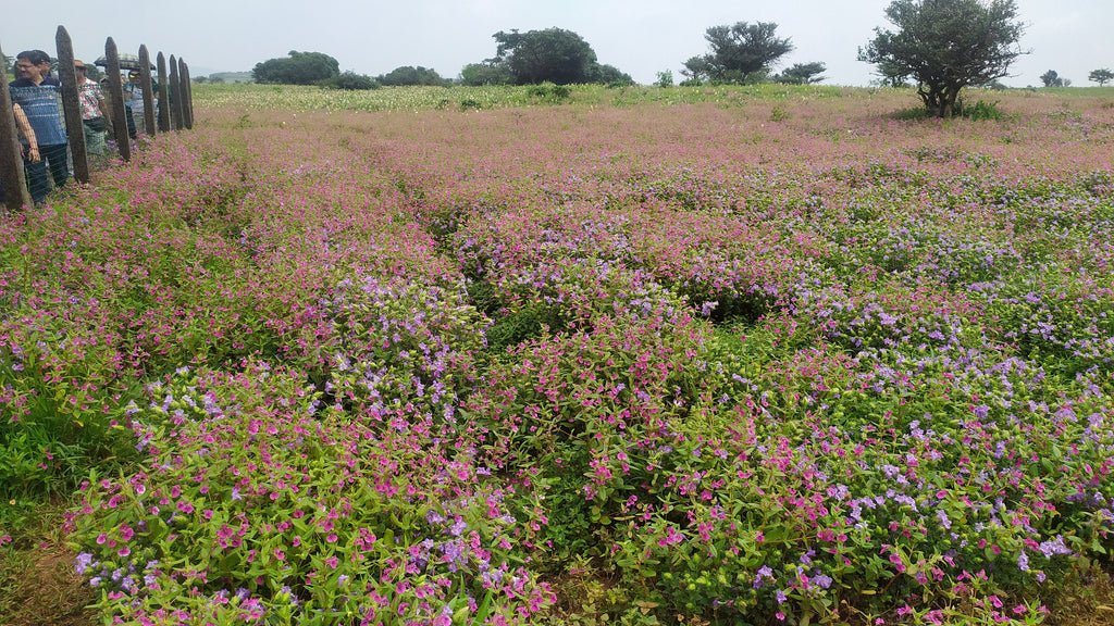 Kaas -Plateau of Flowers: One day Tour