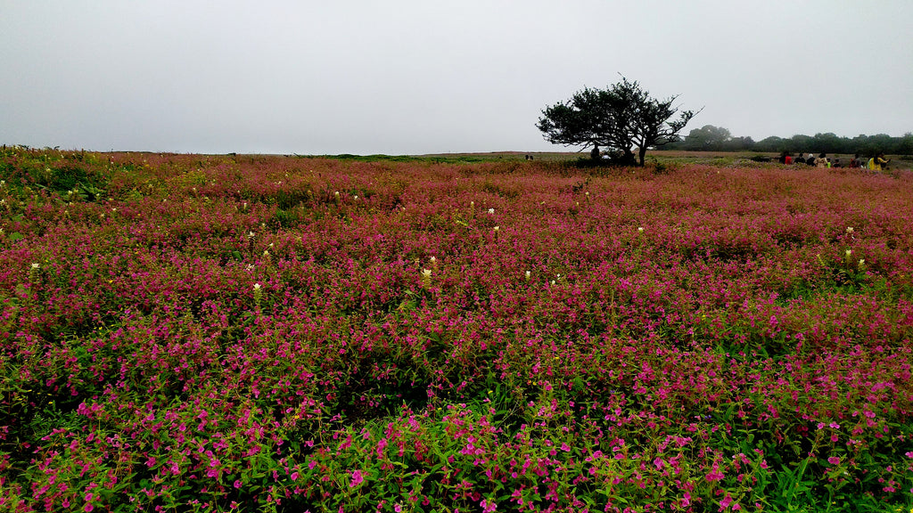 Kaas -Plateau of Flowers: One day Tour