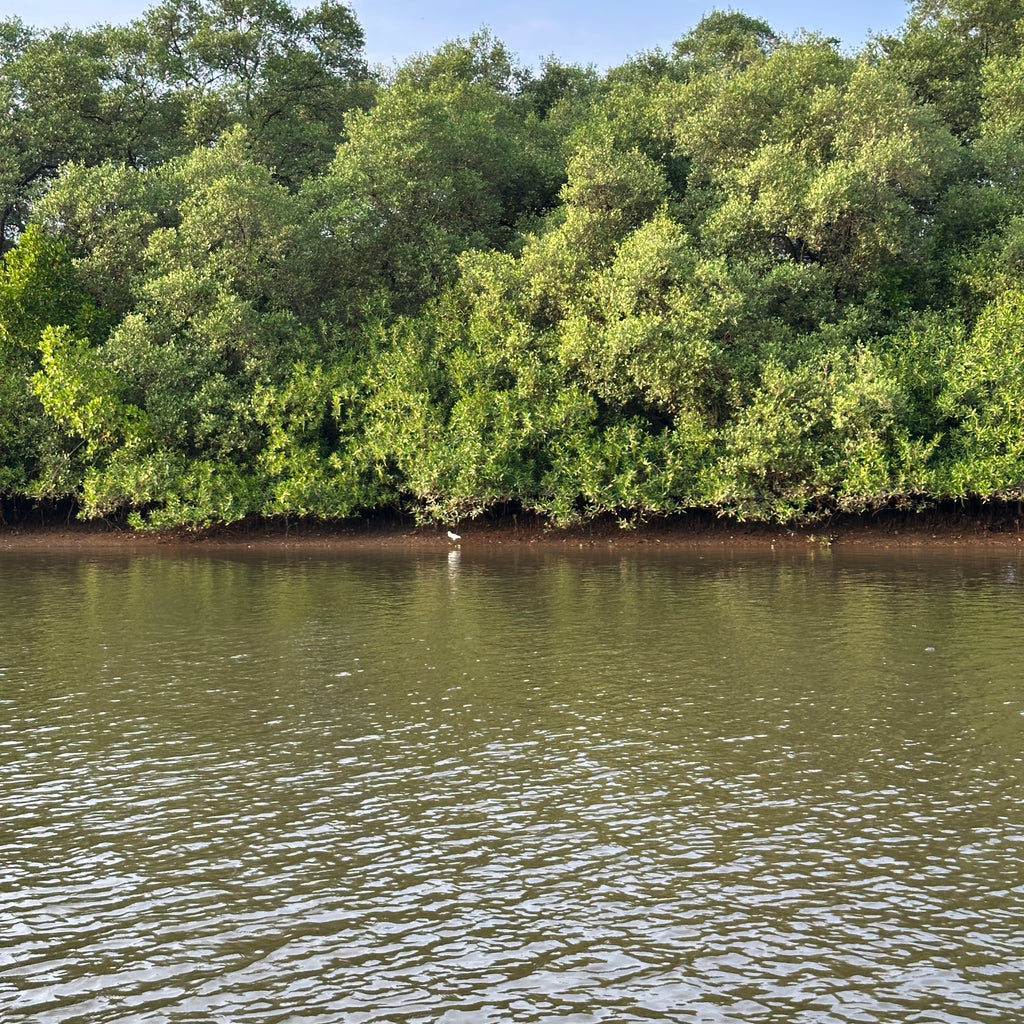 Kayaking Adventures with Konkan Explorers