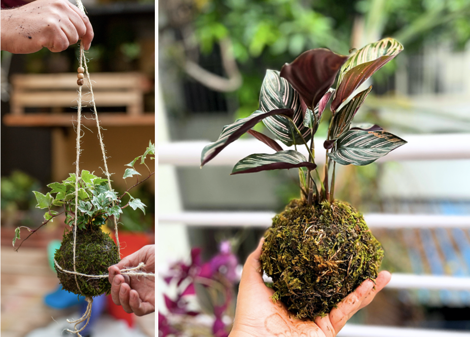 Kokedama making workshop