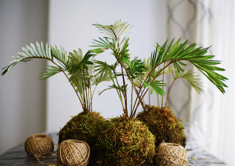 Kokedama making workshop