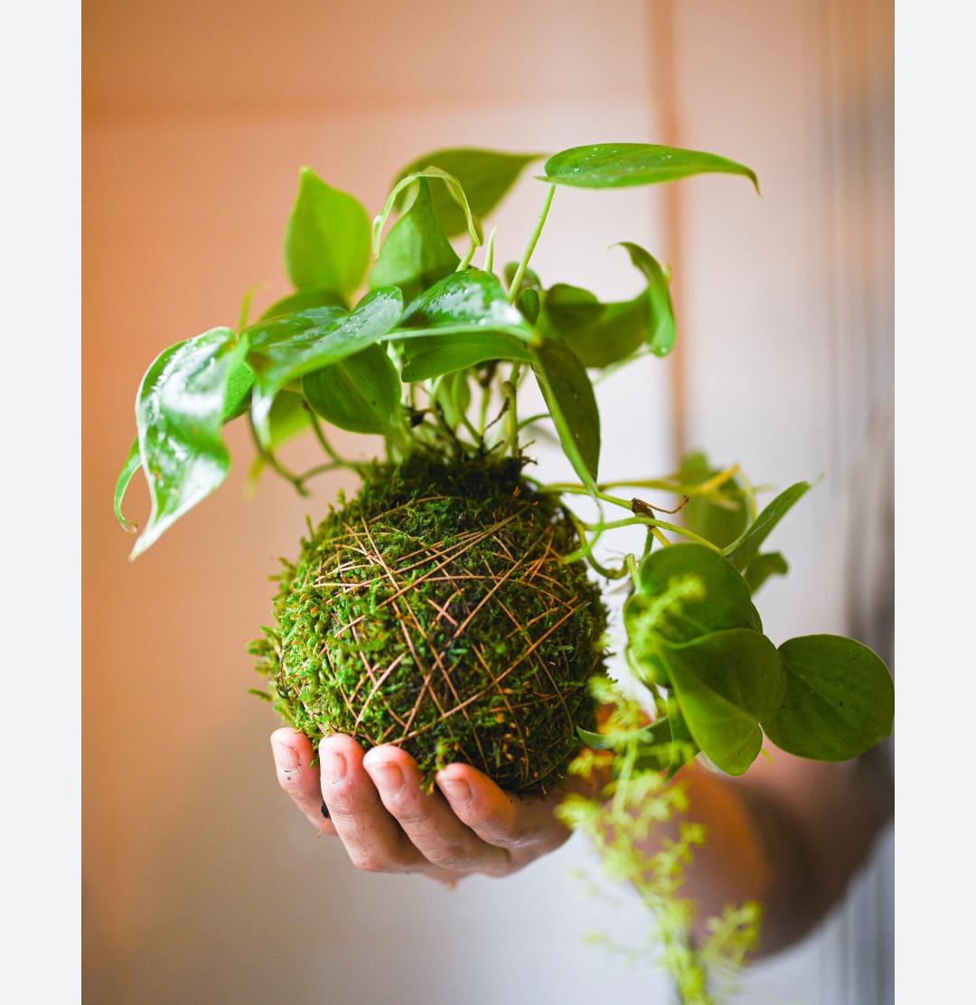Kokedama Making Session