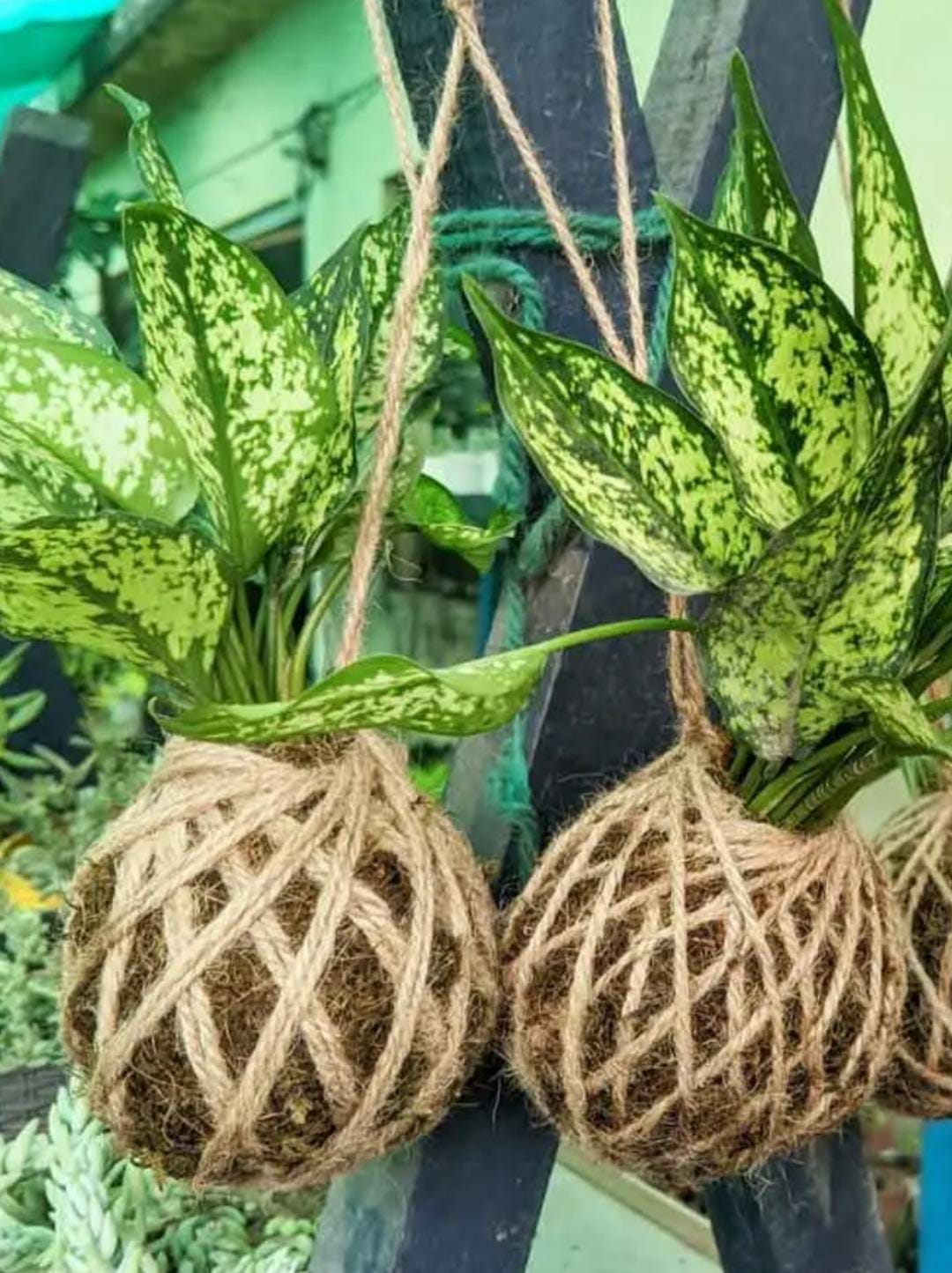 Kokedama Making Session