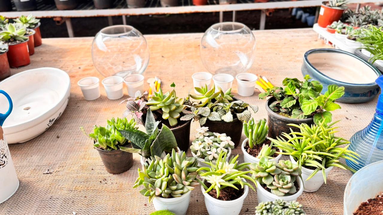 Terrarium making Session