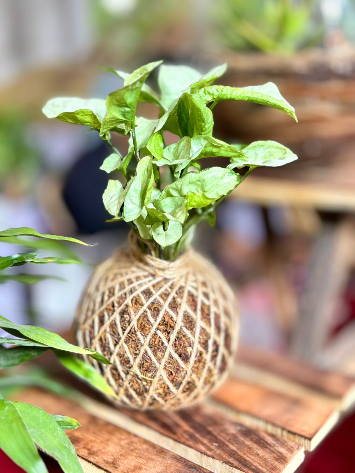 Kokedama Making Session