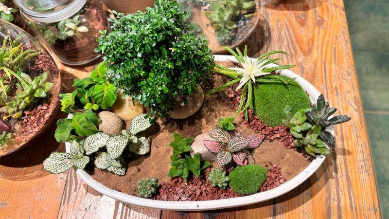 Mini Garden Making Workshop with SafeMind Studio