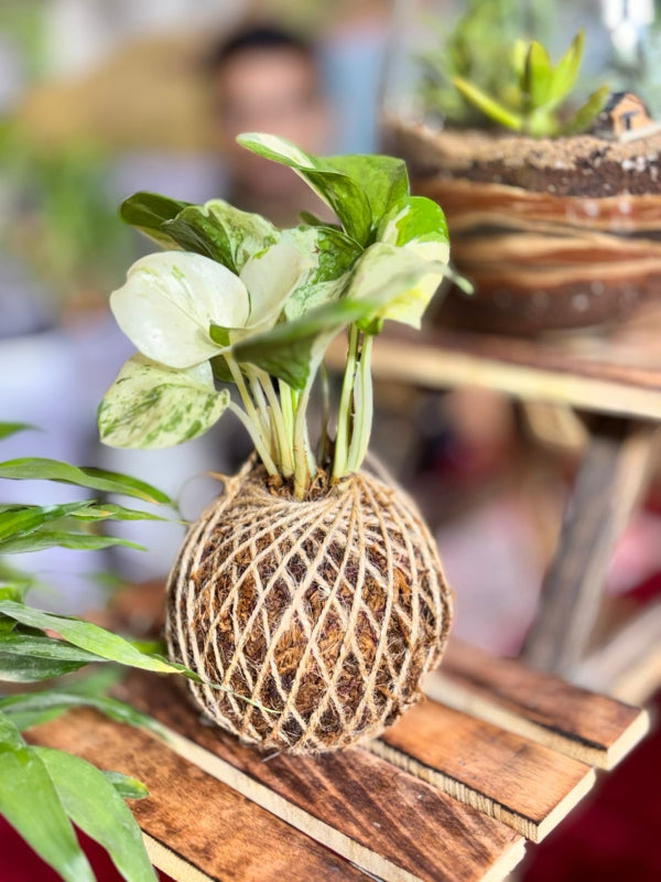 Kokedama Making Workshop with SafeMind Studio