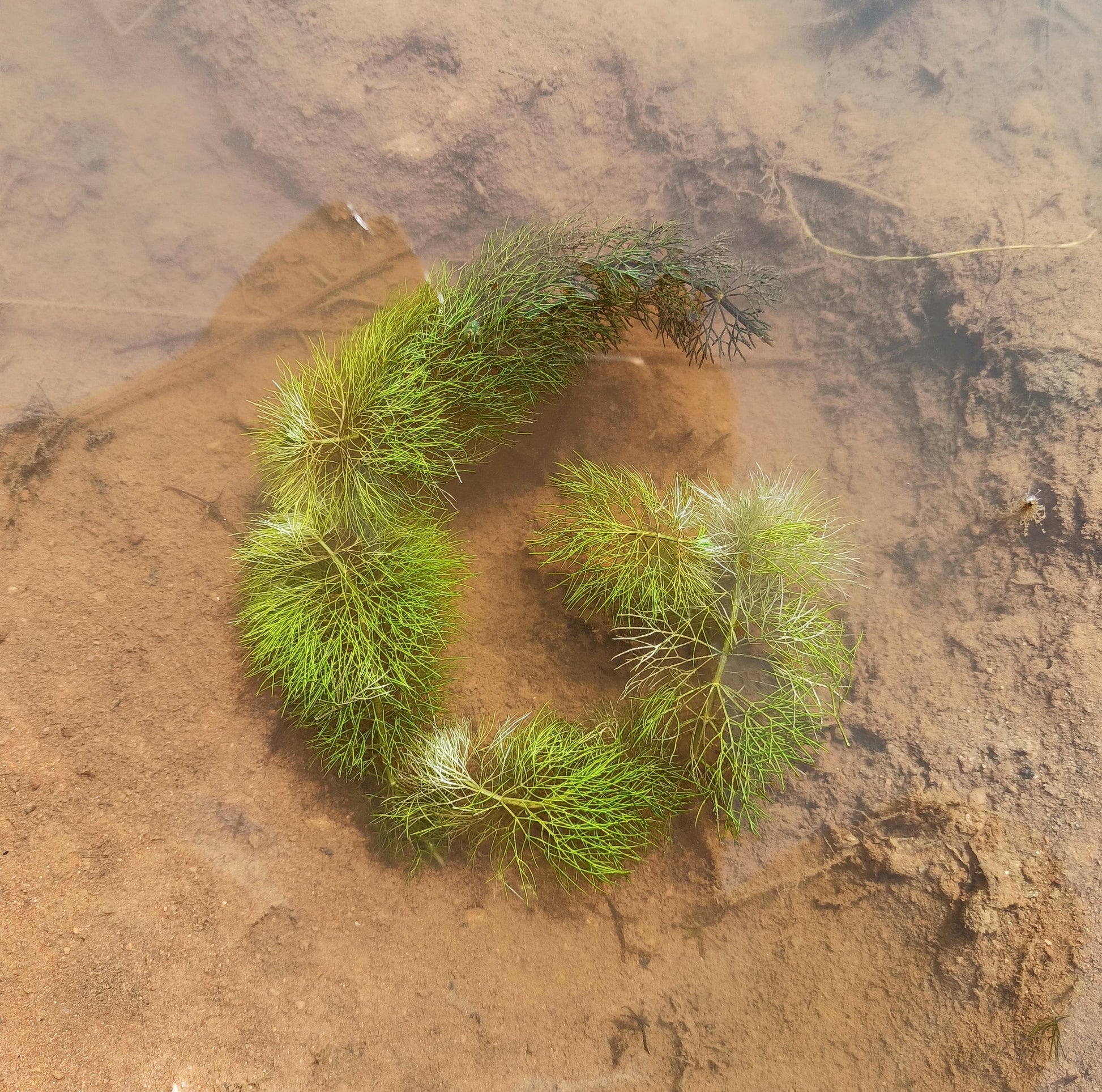 Eco-Lettering workshop